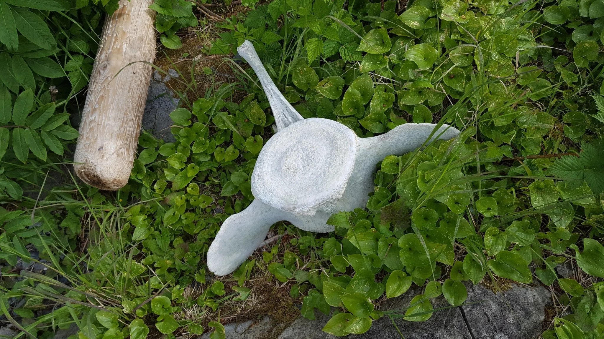 Whale vertebra found beachcombing on a Tongass Troll excursion