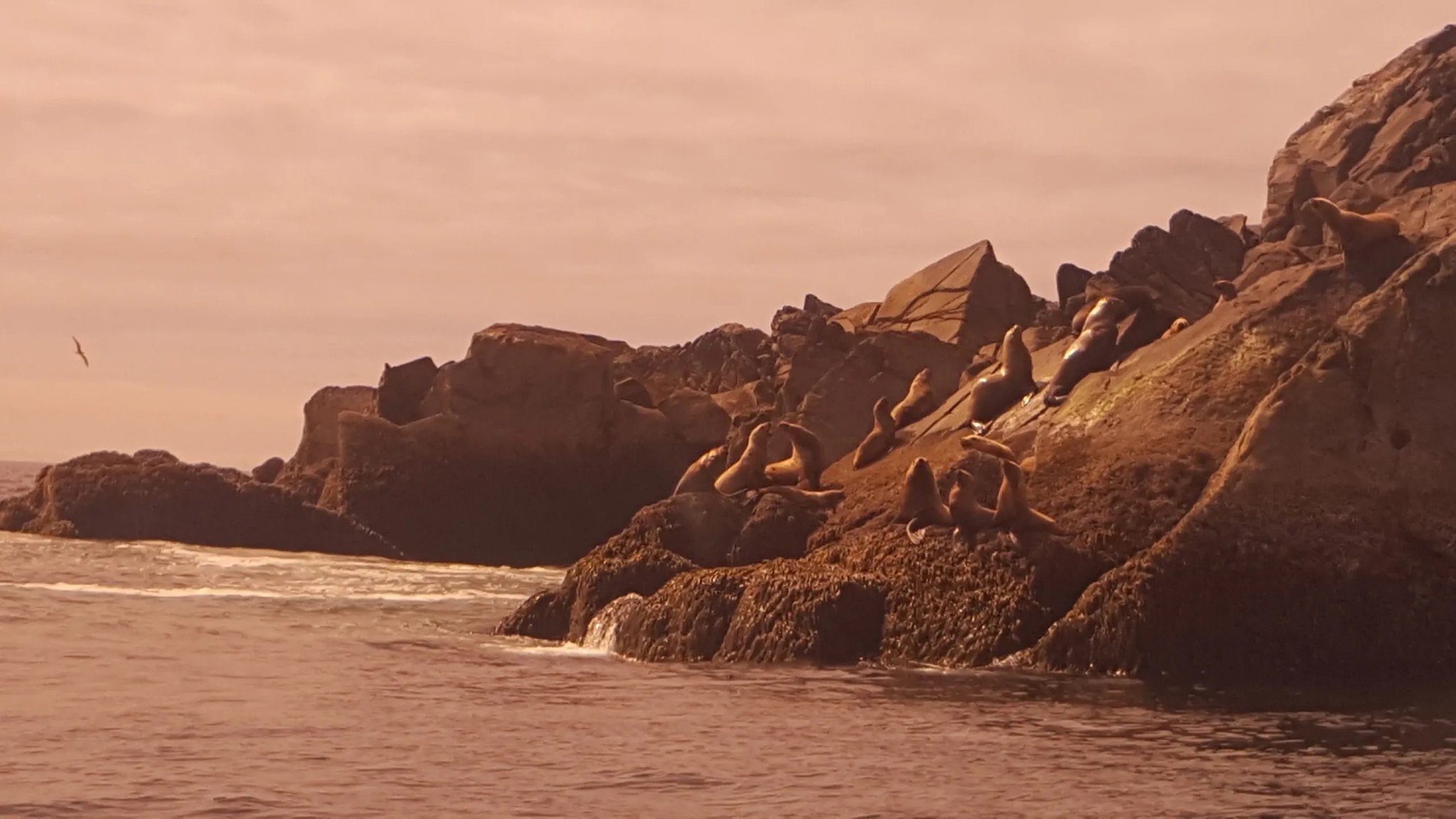 Steller sea lions hauled out on rocky coastal outcrops at golden hour