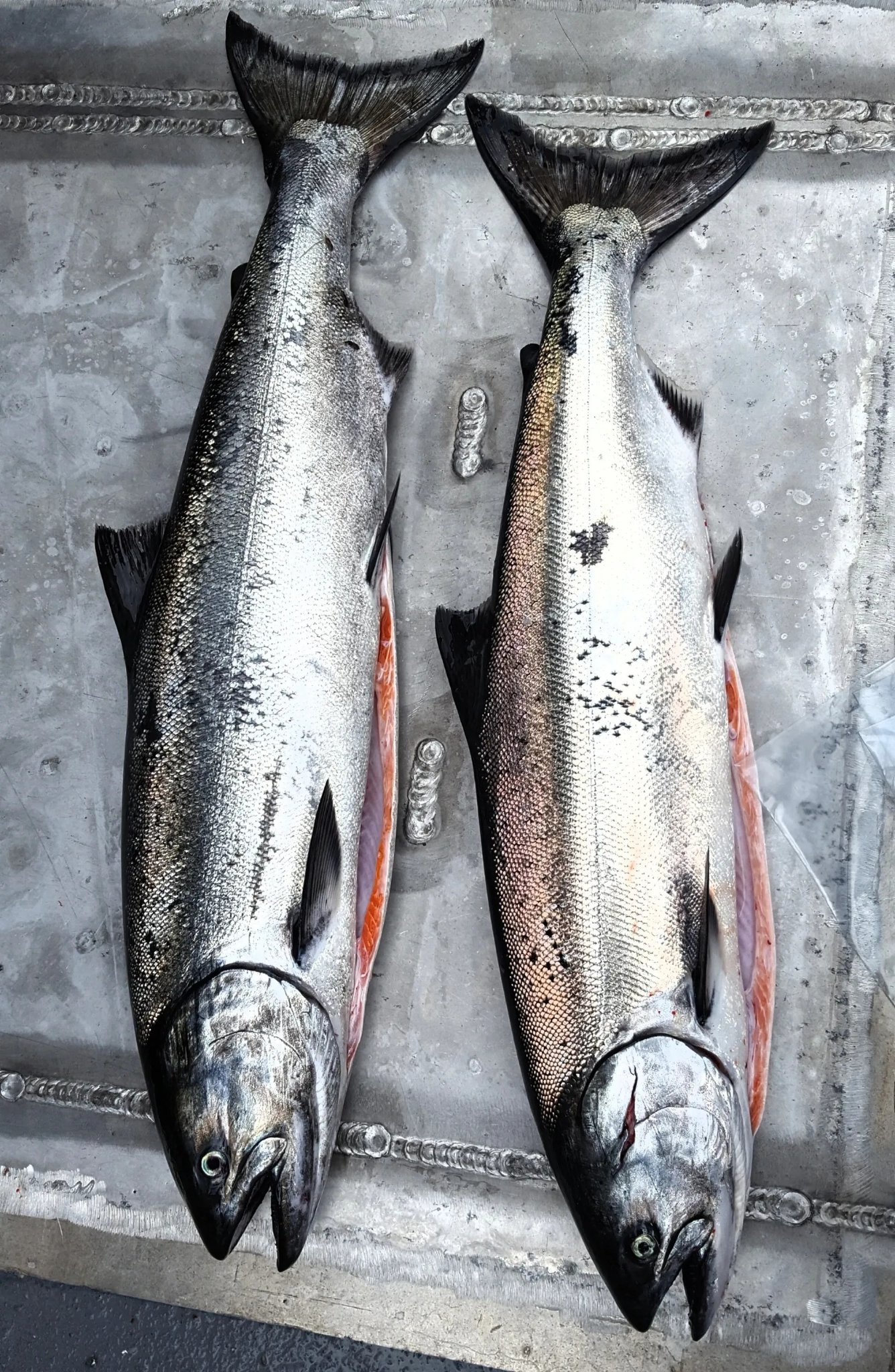 Two King Salmon caught on a Tongass Troll fishing charter